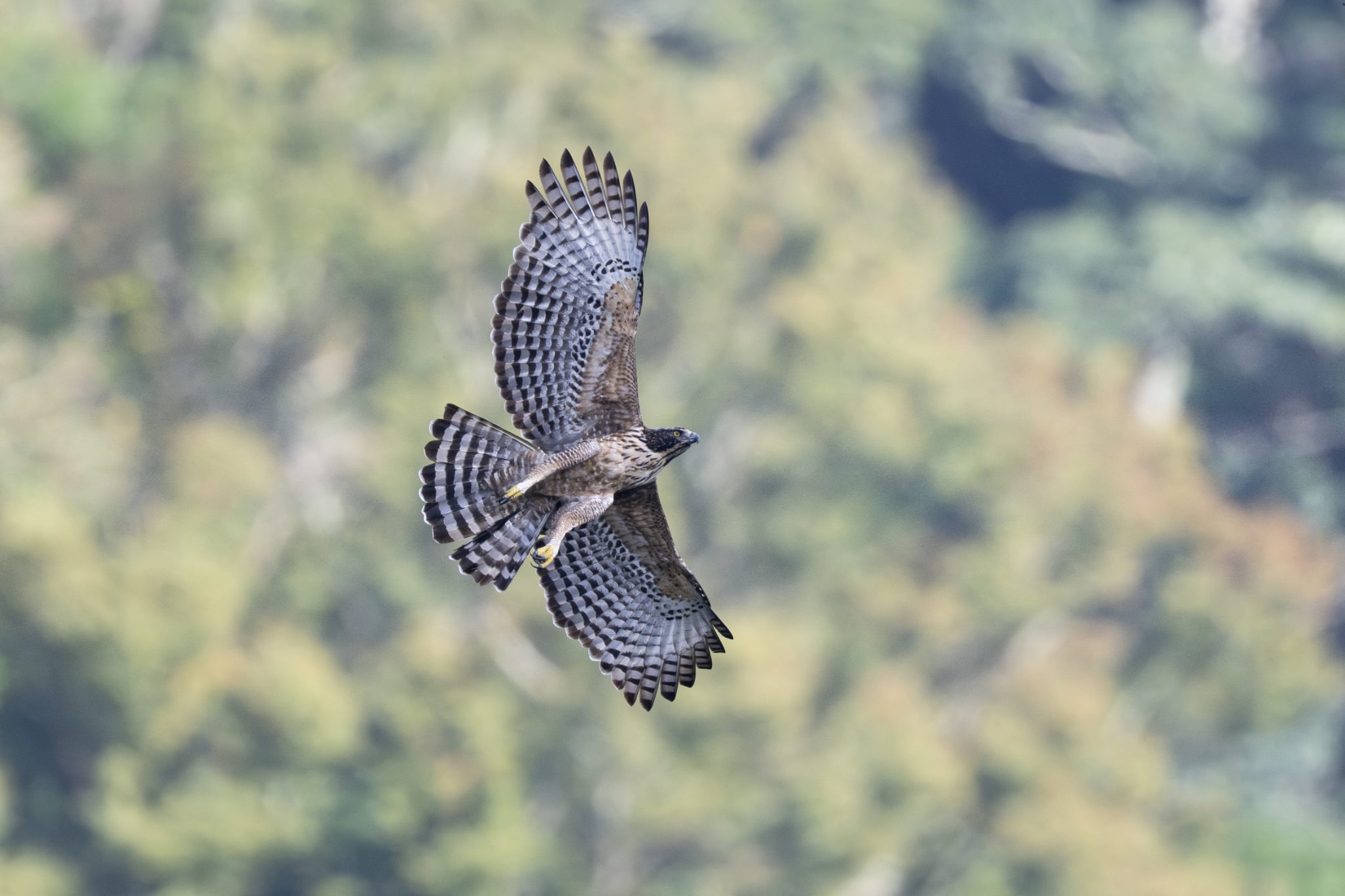 0f66fa47 3241 4923 ad58 181df9e53a62