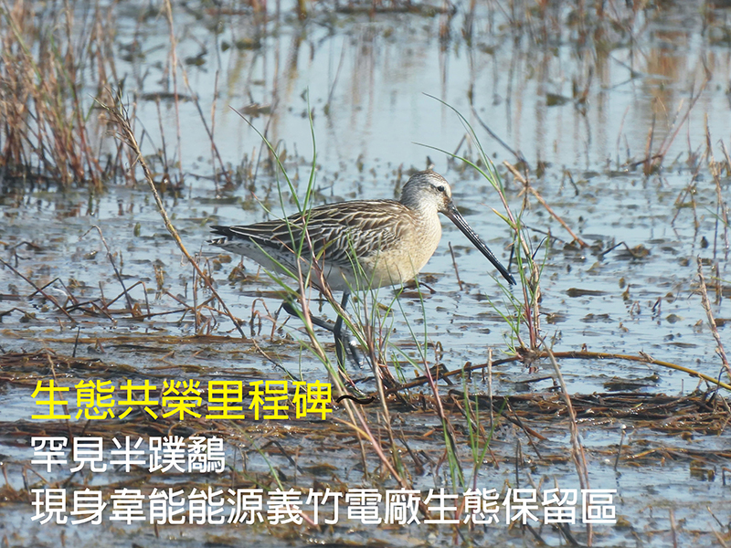 2023.09.11新聞稿：罕見半蹼鷸現身韋能能源義竹電廠生態保留區