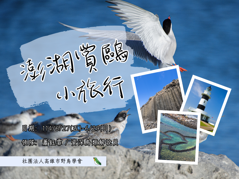 【6月】澎湖賞鷗小旅行