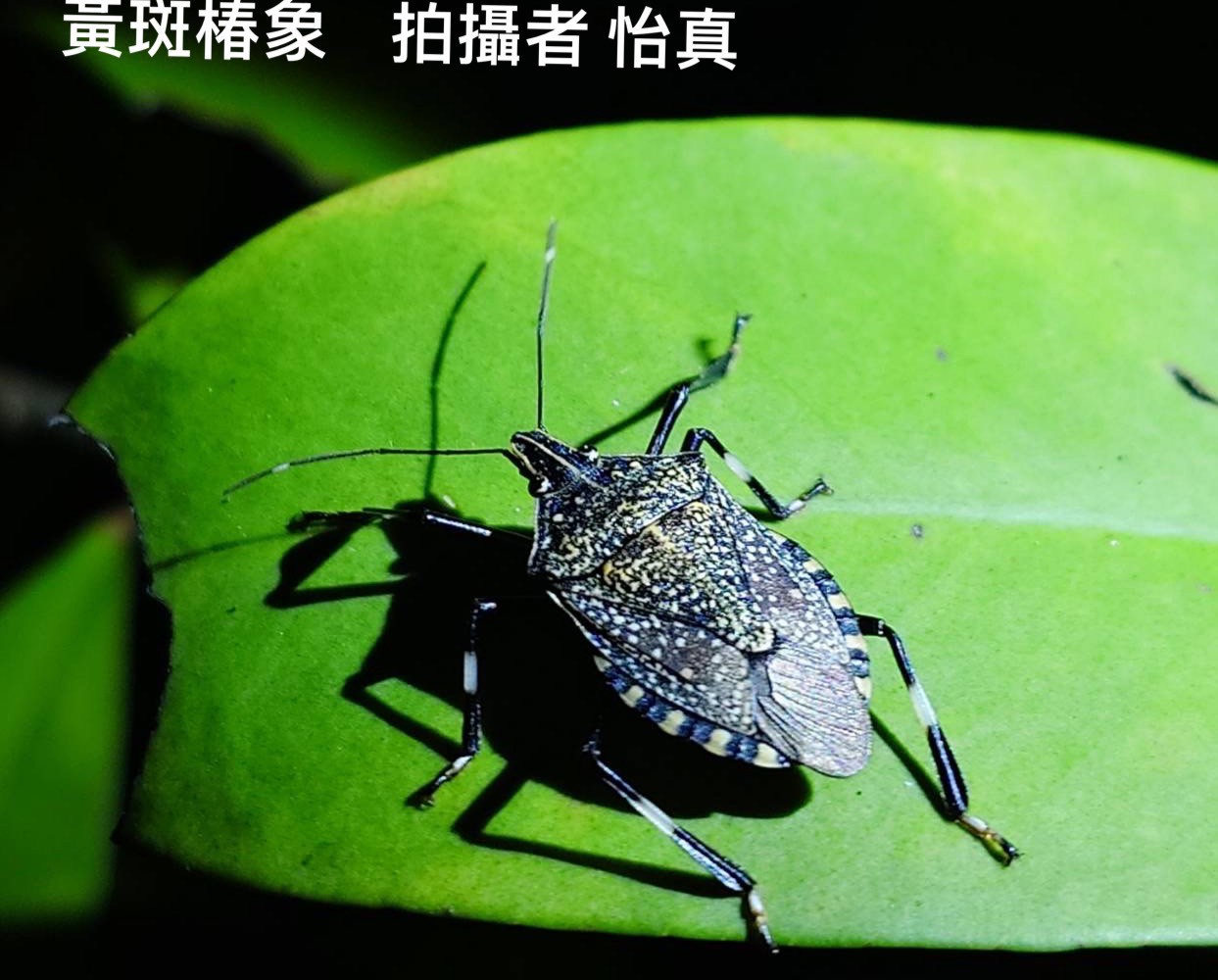 stink bug