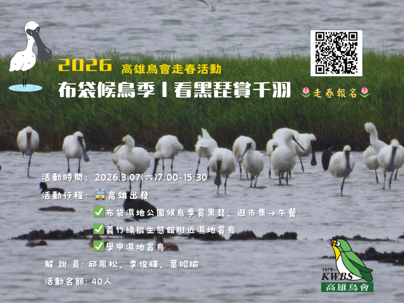 【2026鳥會走春】3.07布袋候鳥季~看黑琵賞千羽