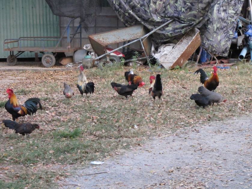 chicken KKF