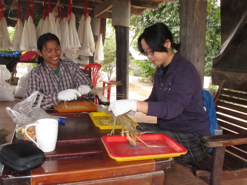 rice working 2011