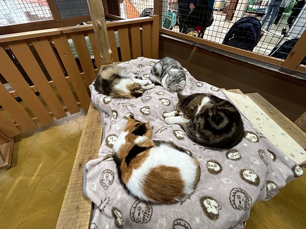 4Cats 0529