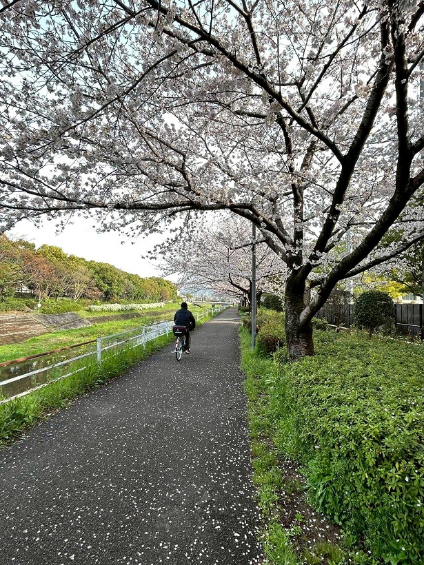 Sakura S