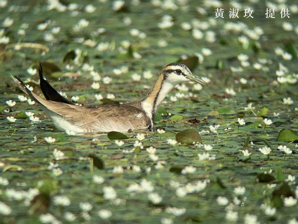 水雉in野蓮田