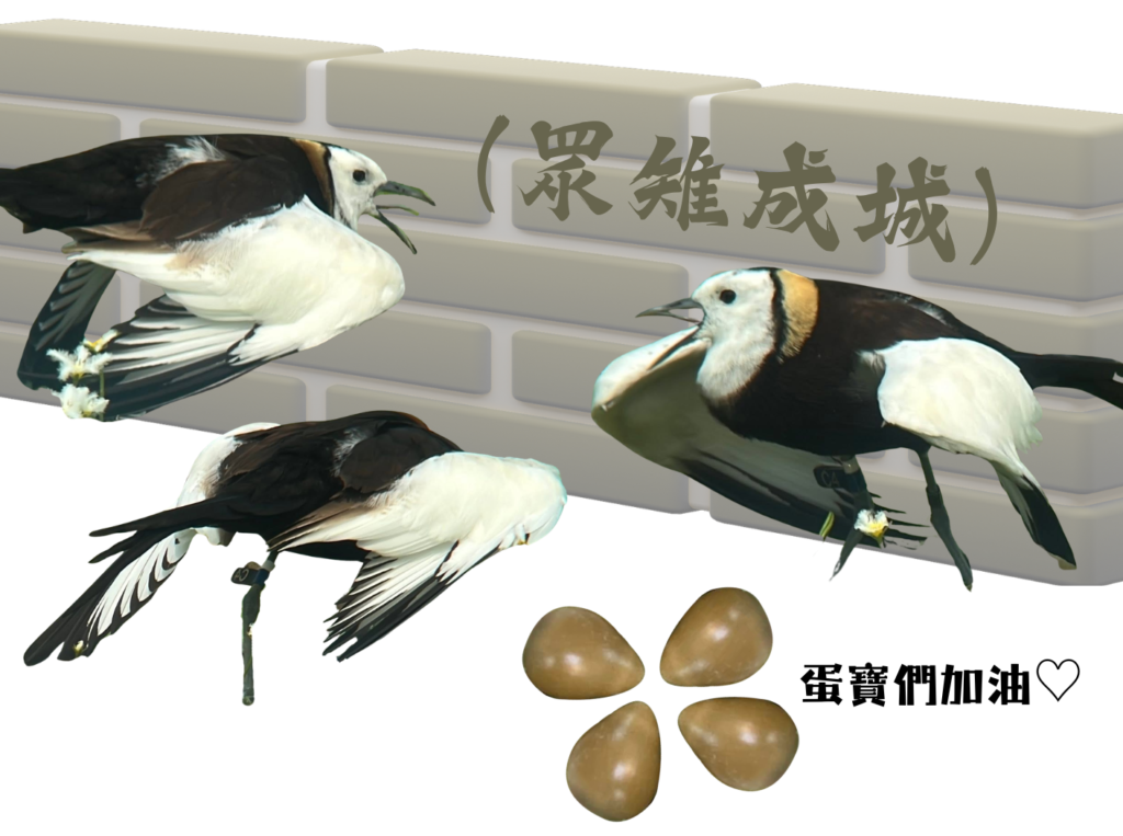 文章封面-眾雉成城